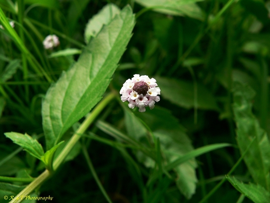 {Phyla lanceolata}